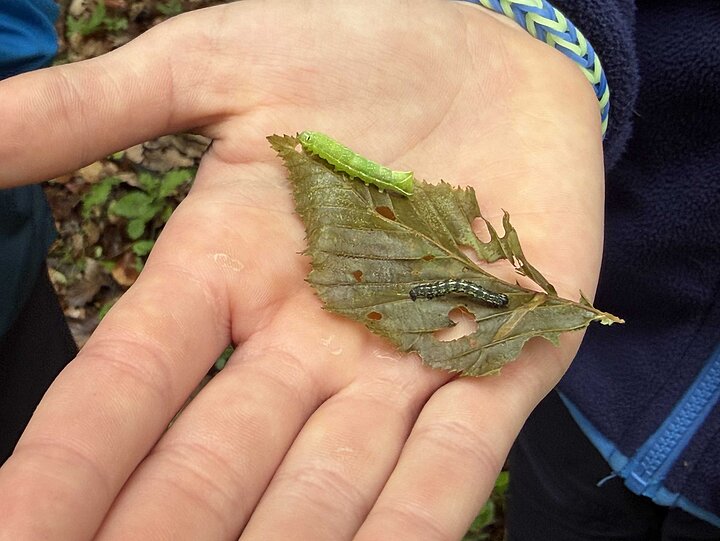 Zwei Raupen auf einem Blatt in einer Hand