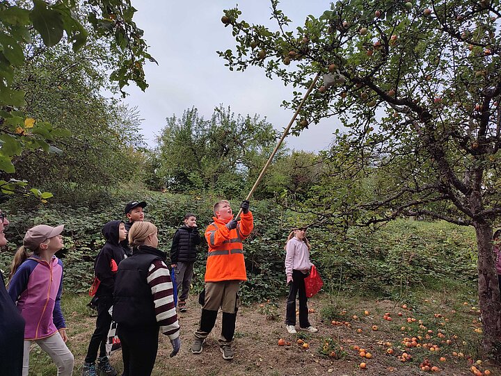 Schülerinnen und Schüler ernten Äpfel vom Baum