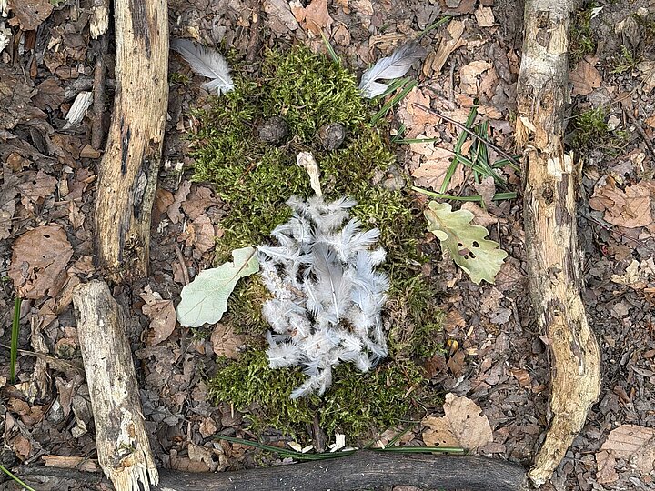 Das Bild einer Eule aus Waldmaterialien gelegt