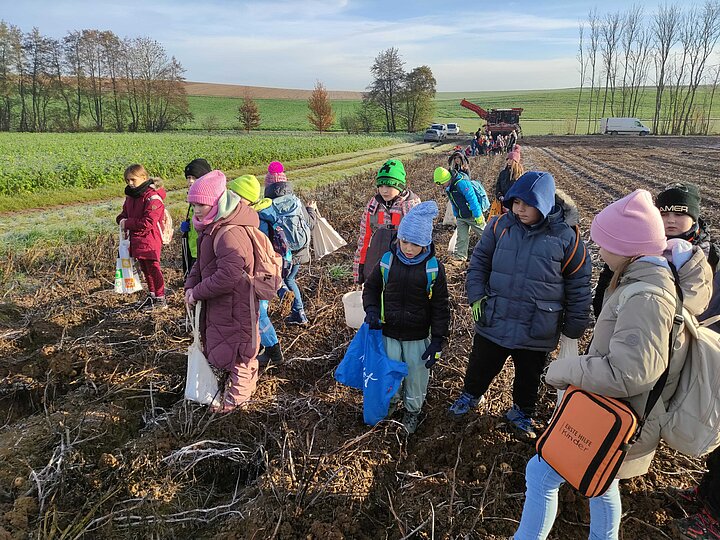 Schülerinnen und Schüler auf der Suche nach Kartoffeln auf dem Kartoffelacker