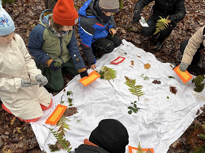 Schülerinnen und Schüler ordnen Blätter und Früchte den passenden Pflanzen zu